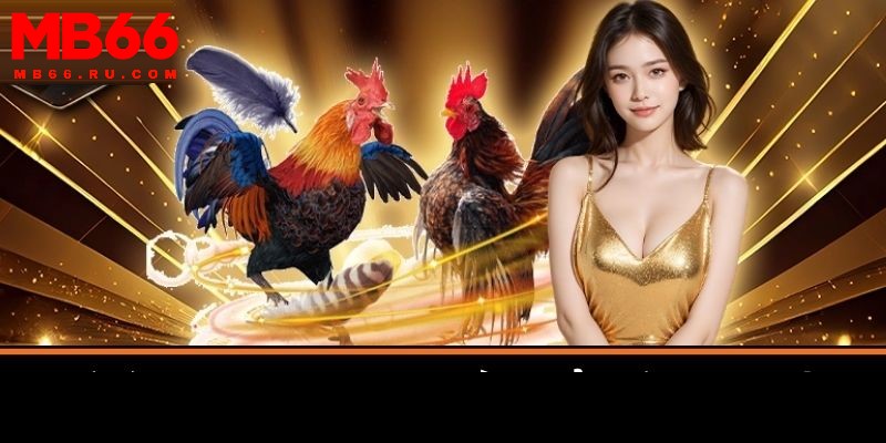 Đá gà MB66 quy tụ đa dạng sảnh game hấp dẫn