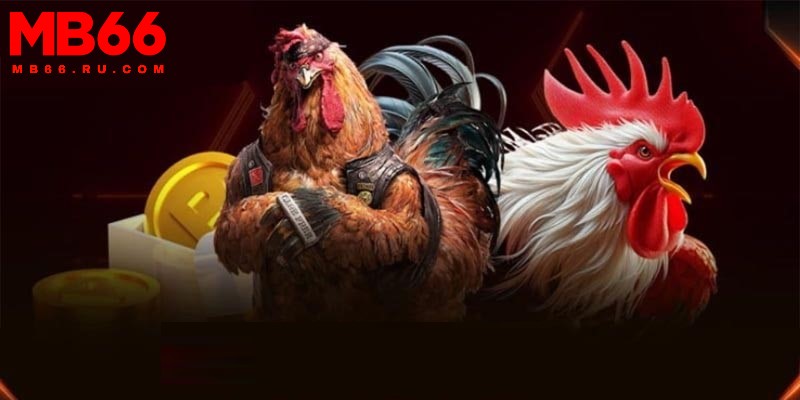 Danh mục đá gà đẳng cấp thu hút nhiều thành viên tham gia